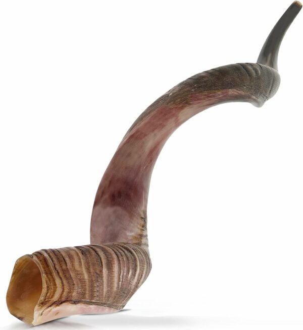 Shofar from Israel | KOSHER by Rabbinate of Jerusalem | Handcrafted | Holy Voice musical instruments | Kudu Shofar | 39-43 inch | Made In Israel By YOMTOV-SHALOM - For Sale - Price