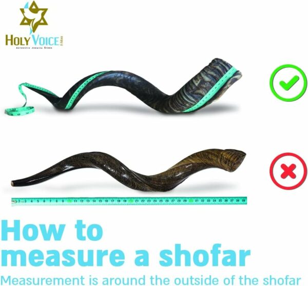 Kosher Kudu Shofar Horn from Israel – Traditional Half-Polished Yemeni Shofar Includes Carrying Bag, Brush and Blowing Guide - Holy Voice Easy Blowing Ancient Musical Instrument (41"-42") - For Sale - Price - Image 4