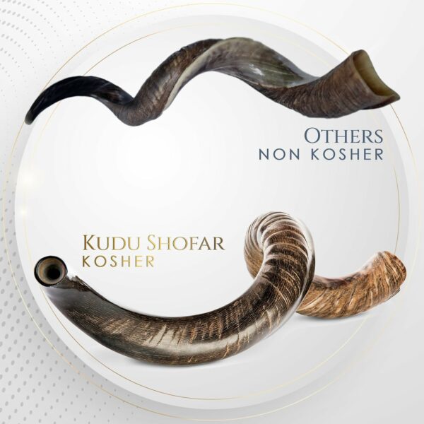 Kosher Jewish Kudu Blowing Horn Instrument Shofar from Israel - Kudu Shofar Angels Musical Instrument – Half Polished/Natural (Full Set, 35"-37" - XL) - For Sale - Price - Image 8